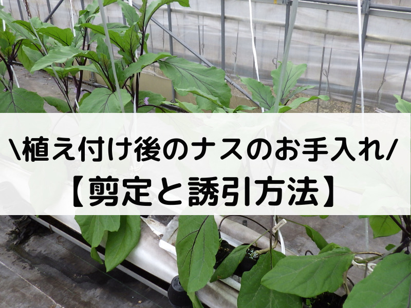 植え付け後のナスの手入れ方法 ３週間経過 ナスのハウス栽培日誌